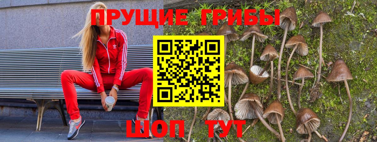 Вичуга  Псилоцибиновые грибы Psilocybine cubensis  Галлюциногенные грибы GOLDEN TEACHER  купить  цена  Вход с VPN 
