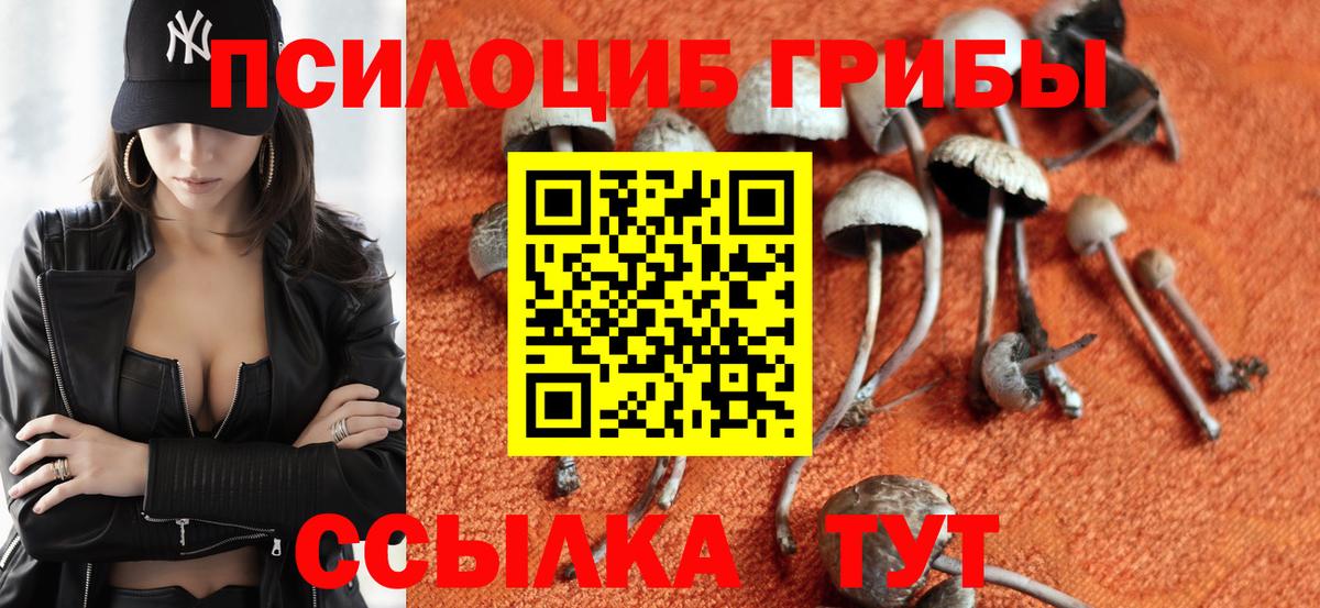 Галлюциногенные грибы Psilocybe Вичуга